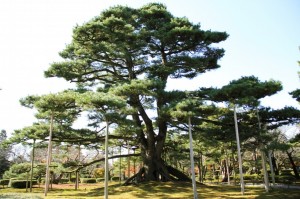 Viajar a Japon Jardín Kenrokuen Kanazawa