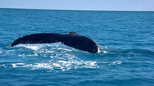 ballenas en Australia