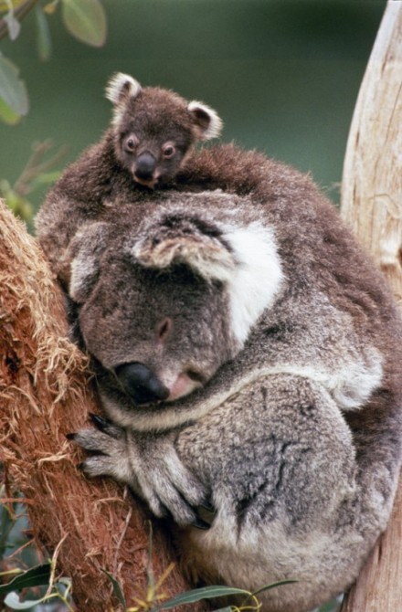 Koala en Australia