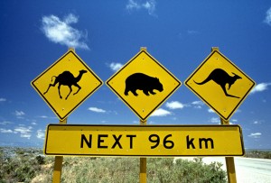 señal animales viajar australia