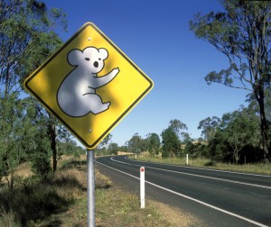 señal koala viajes australia