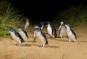 Pinguino Azul en Philip Island