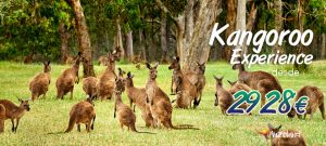 experiencia con canguros y actividades entorno natural Australia viaje azulad