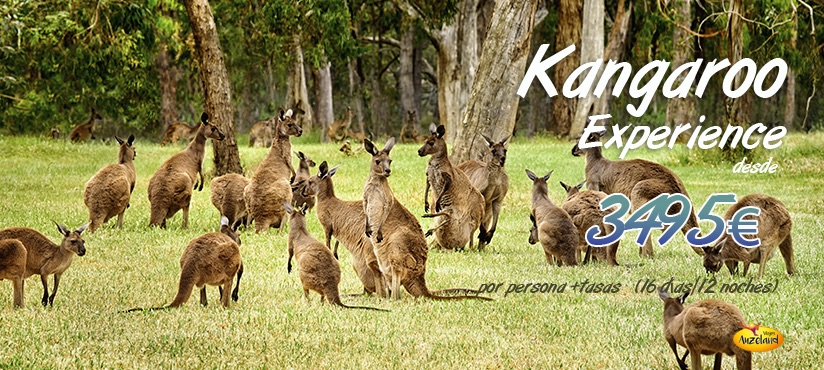 Vive la auténtica Kangoroo Experience en Australia - Auzeland agencia de viajes